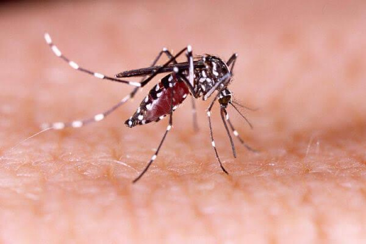 Dengue e chikungunya preocupam Pontes e Lacerda