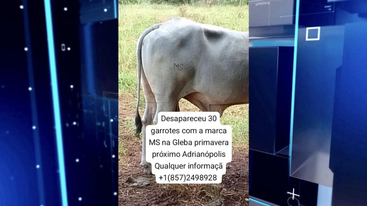 30 cabeças de gado são furtadas em fazenda próxima a Adrianópolis; polícia investiga o caso