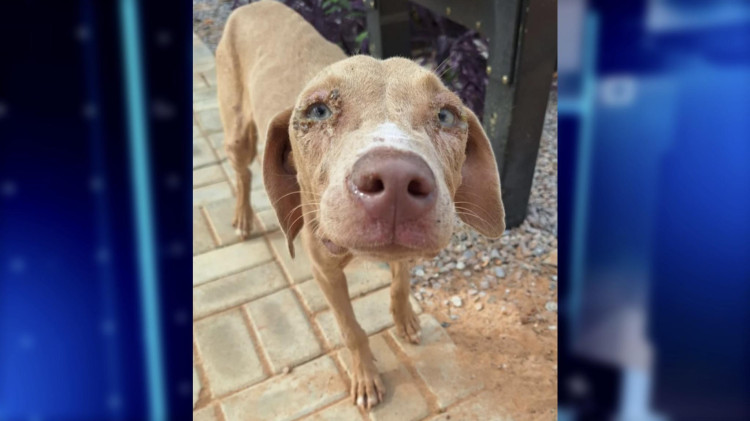 Adote um novo amigo na ALPAS de Pontes e Lacerda