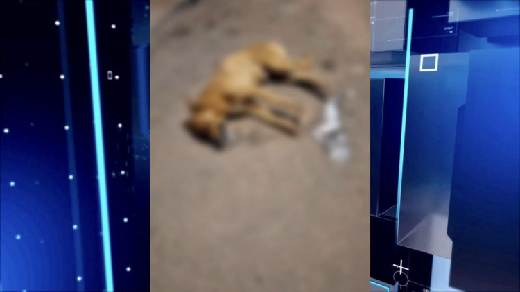 Cão é envenenado no centro de Pontes e Lacerda e caso gera revolta