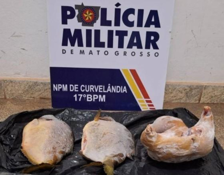 Homem é preso com peixes e paca abatida durante abordagem policial em Curvelândia