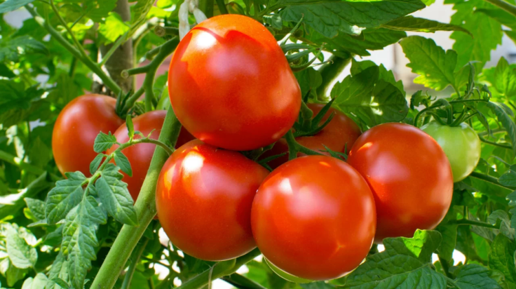 Tomate despenca 60% e abacaxi dispara 27%: semana tem forte oscilação de preços
