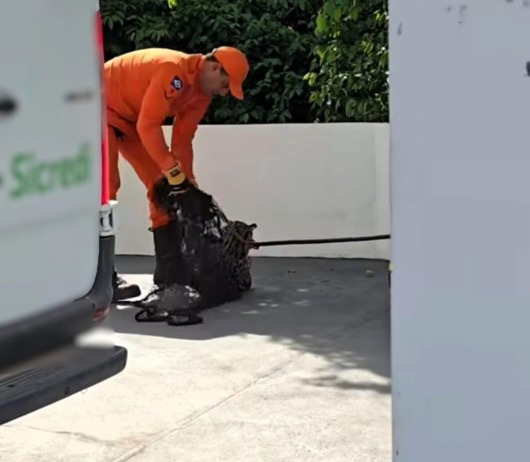 Bombeiros resgatam jaguatirica que apareceu em agência bancária em Vale de São Domingos