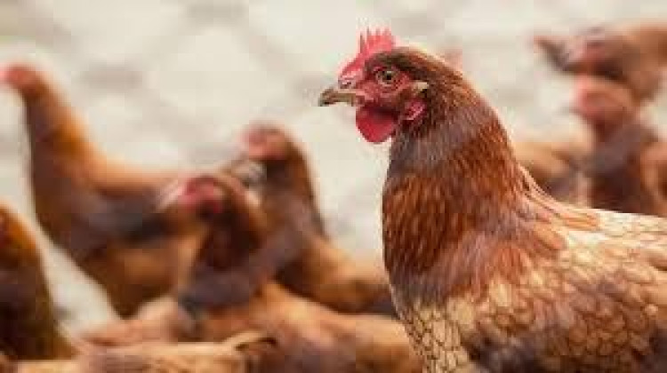 Mapa confirma caso de gripe aviária em aves domésticas em Cuiabá