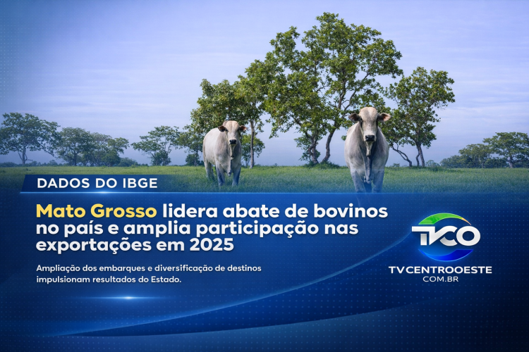 Mato Grosso lidera abate de bovinos no país e amplia participação nas exportações em 2025