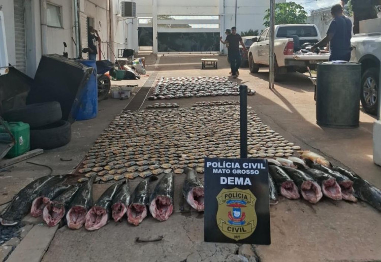 Pesca predatória: Polícia fecha esquema de compra e venda ilegal de pescado
