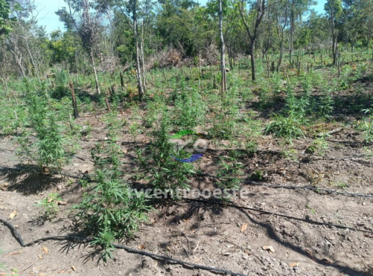 PM combate invasão de terra e localiza 5 mil pés de maconha em área rural, de Luciara