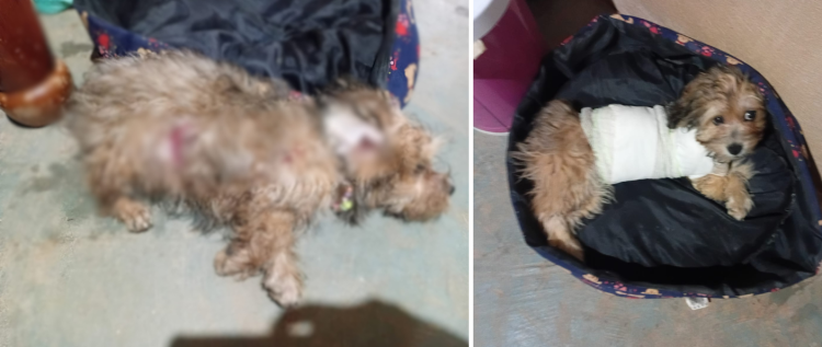Moradores denunciam ataques de cães, no Assentamento Nossa Terra Nossa Gente