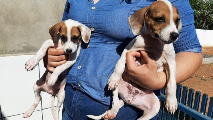 Alpas realizará feira de adoção de animais neste sábado