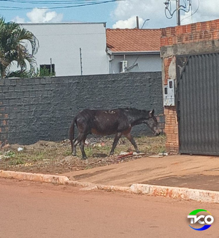 Aumento de animais de grande porte soltos nas ruas preocupa população e evidencia maus tratos