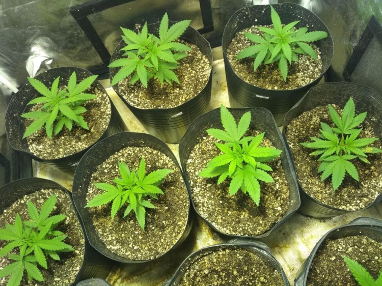 Deputados aprovam projeto que regulamenta o uso da maconha medicinal em pacientes do SUS em MT