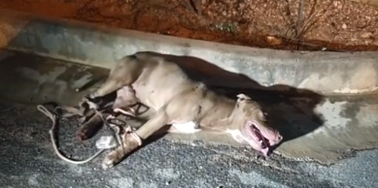 Homem luta contra Pit Bull para salvar três cachorros em Pontes e Lacerda