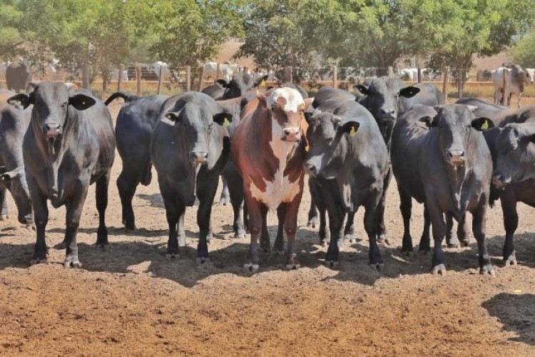 União Europeia: Mato Grosso conta com 406 propriedades aptas para exportação