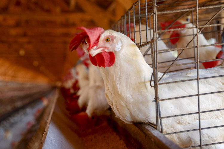 Ministro da Agricultura declara emergência zoossanitária devido à Influenza Aviária no Brasil