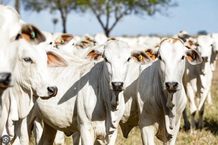 Indea passa a receber atestado de vacinação de brucelose pela internet