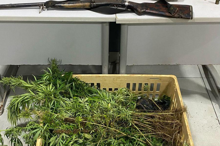 Polícia Militar prende dupla, apreende armas, munições e diversos pés de maconha escondidos em caixas em Cáceres