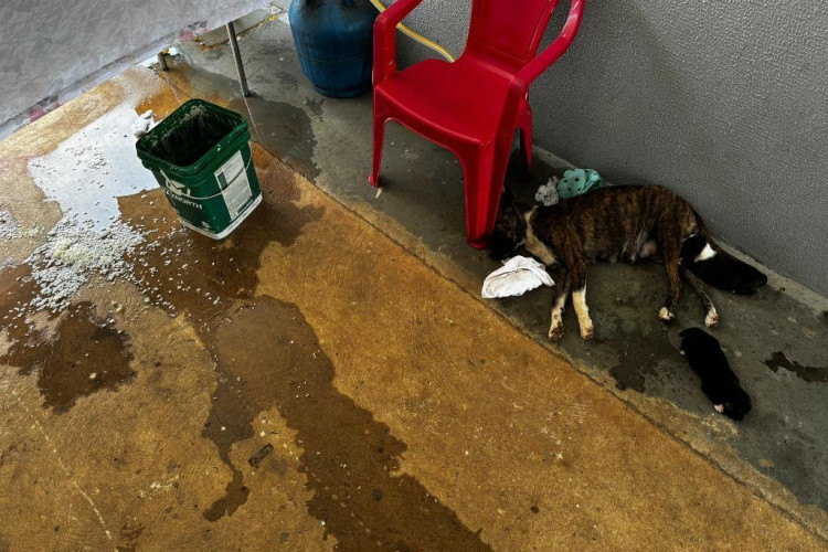 Mulher que rompeu tornozeleira eletrônica é presa por maus-tratos a animais em Nova Mutum