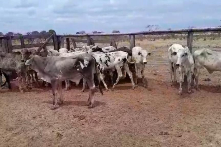 Polícias Civil e Militar prendem homem por furto de gado em Mato Grosso e recuperam animais