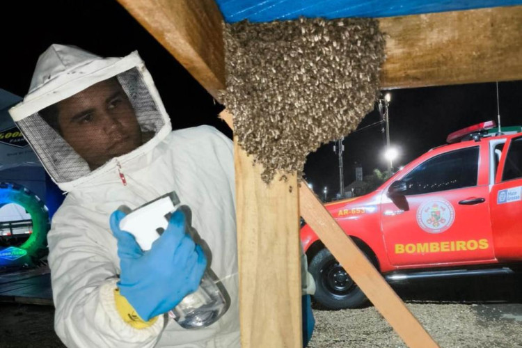 Corpo de Bombeiros faz captura de enxame de abelhas e resgata arara ferida