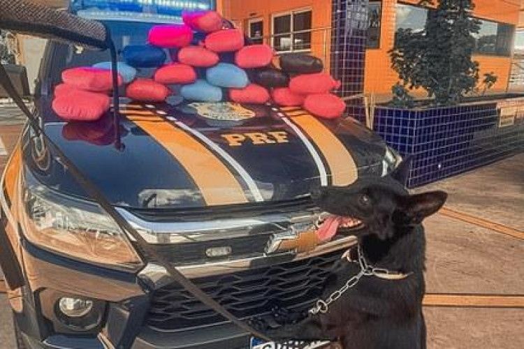 PRF apreende skunk e pasta base de cocaína em ônibus na BR-364; parte da droga saiu de Pontes e Lacerda