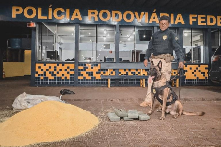 PRF apreende skunk em encomenda de farinha em MT