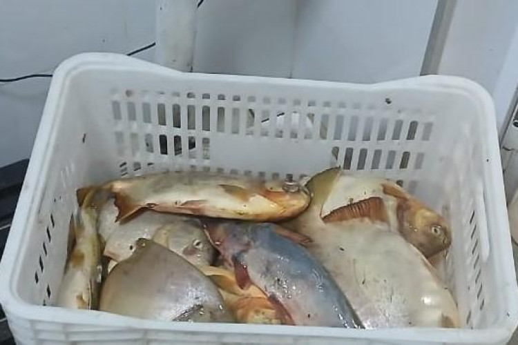 Sema e PM apreendem 13,8kg de pescado e aplicam R$ 7.070 em multa durante ação no carnaval