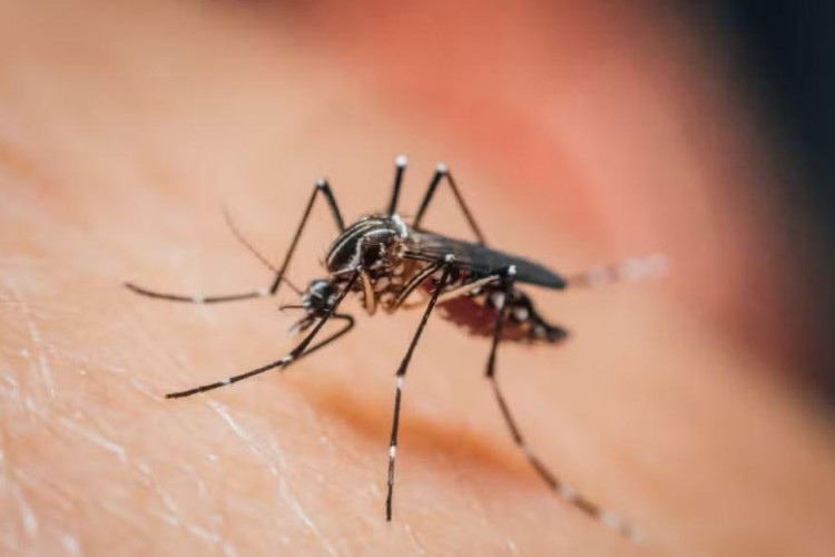 MT continua em 1º lugar em mortes por chikungunya e registra alta incidência da doença