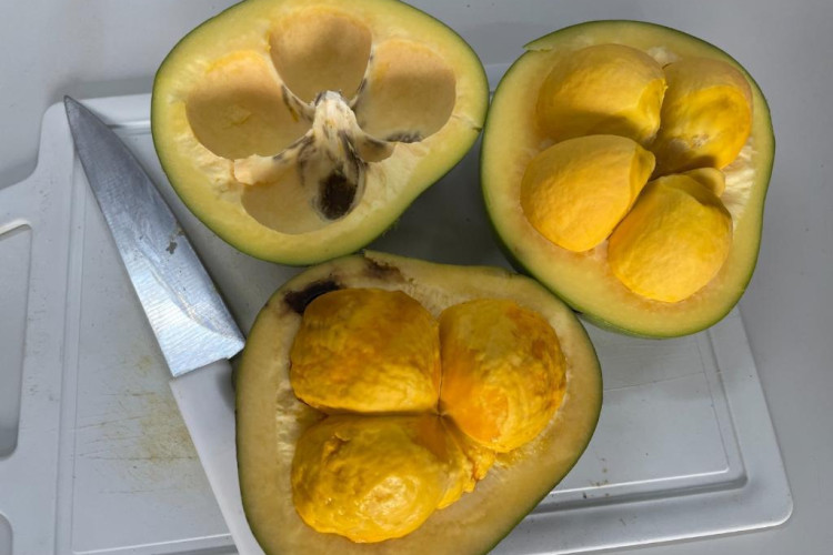 Pesquisadores estudam o potencial do óleo de pequi na cicatrização e regeneração dos tecidos da pele