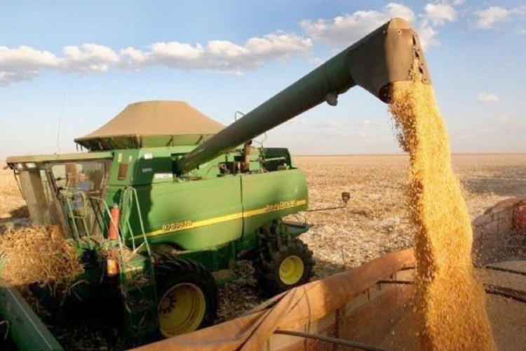 Primeira estimativa da nova safra do milho aponta produção superior a 43 milhões de toneladas em MT
