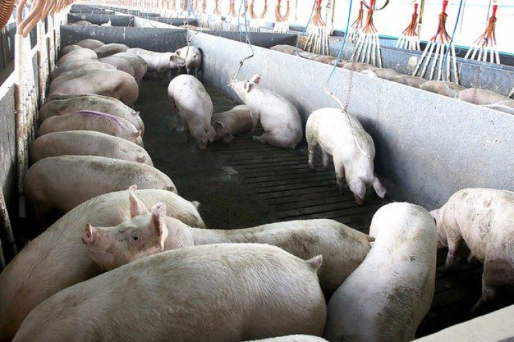 Abate de suínos cresceu 4,9% no primeiro trimestre de 2021