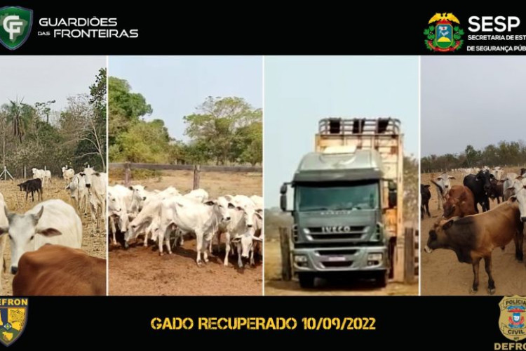 Ação conjunta recupera cabeças de gado roubadas de fazenda em Cáceres