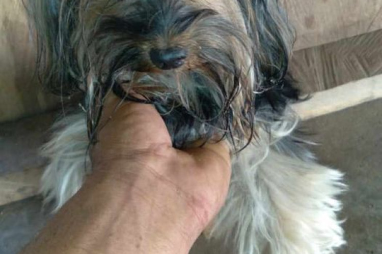 Após 7 dias, cão de enfermeira que morreu em acidente é encontrado a 2 km do local