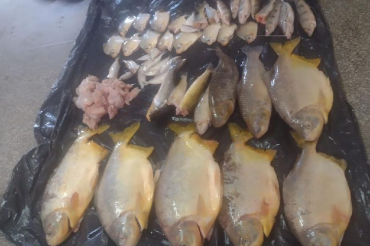 Batalhão Ambiental e agentes da Sema apreendem pescado irregular com sinais de rede e carne de jacaré