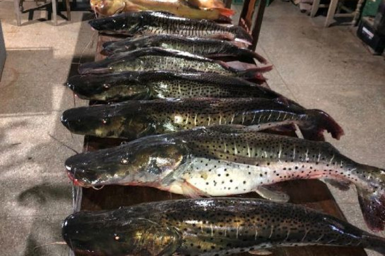 Batalhão Ambiental e Juvam apreendem 98 quilos de pescado ilegal no Rio Paraguai