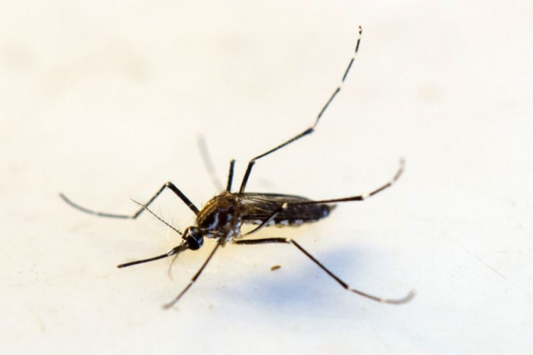 Boletim da dengue mostra agravamento da doença nas duas últimas semanas em MT