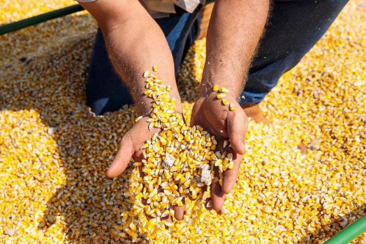 Esquema de sonegação causou prejuízo de R$ 45 milhões de ICMS ao Estado; produtores respondem a inquérito policial