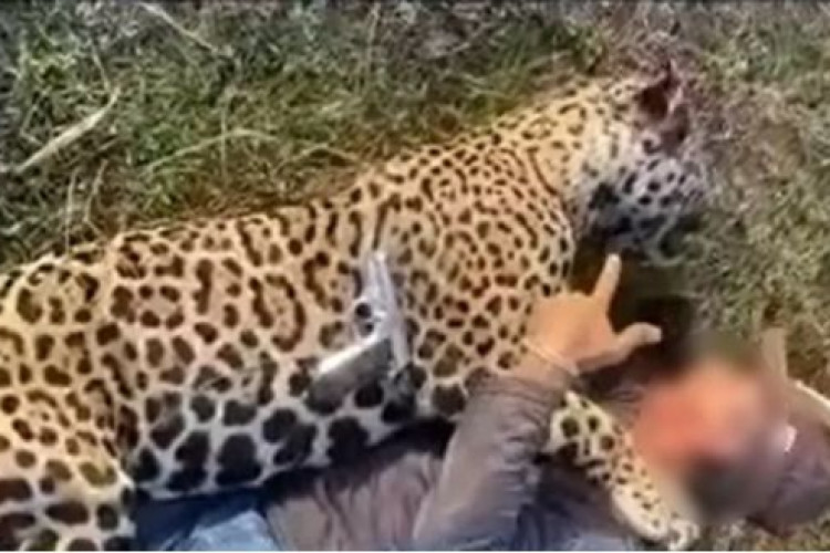 Fazendeiro que aparece em vídeo abraçado com onça morta a tiros no Pantanal de MT tem prisão decretada e está foragido