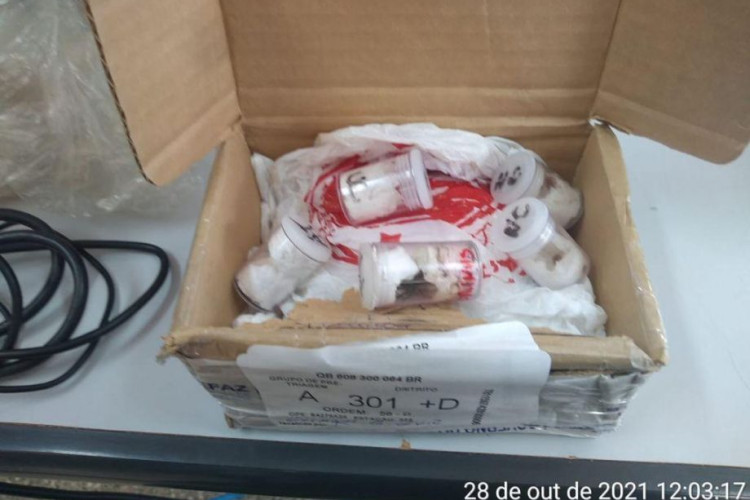 Homem é preso após receber encomenda de aranhas via Correios em MT