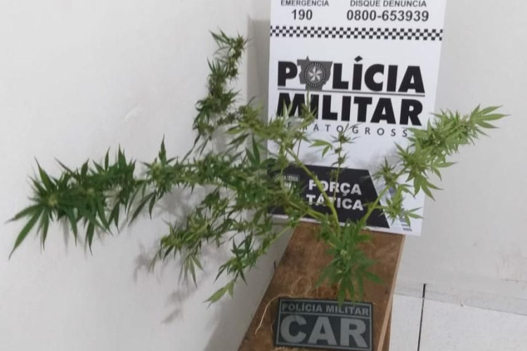 Homem é preso pela PM por cultivar maconha em residência em MT