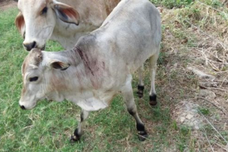 Indea identifica dois casos de raiva bovina em Tangará da Serra (MT)