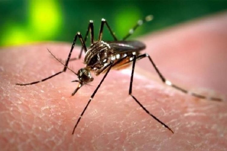 Mais uma morte por dengue é confirmada; já são 19 em Mato Grosso
