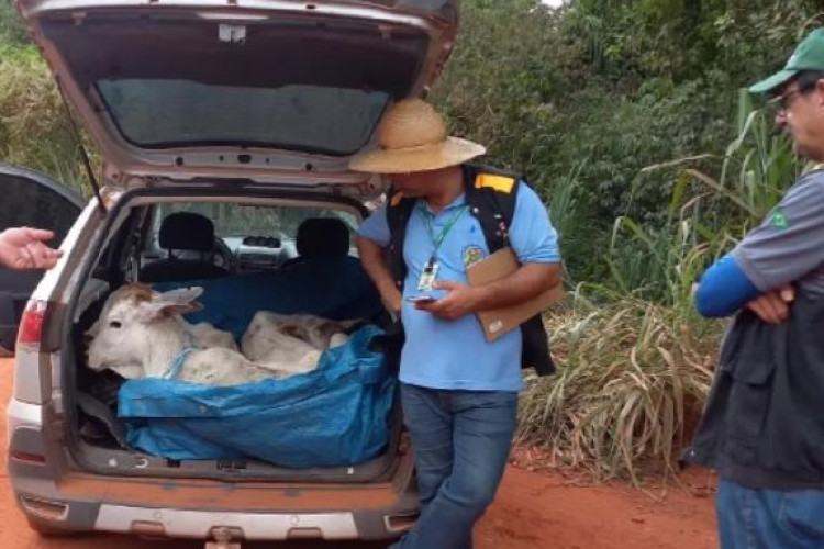 Motorista é flagrado transportando três bezerros no porta-malas de carro em MT