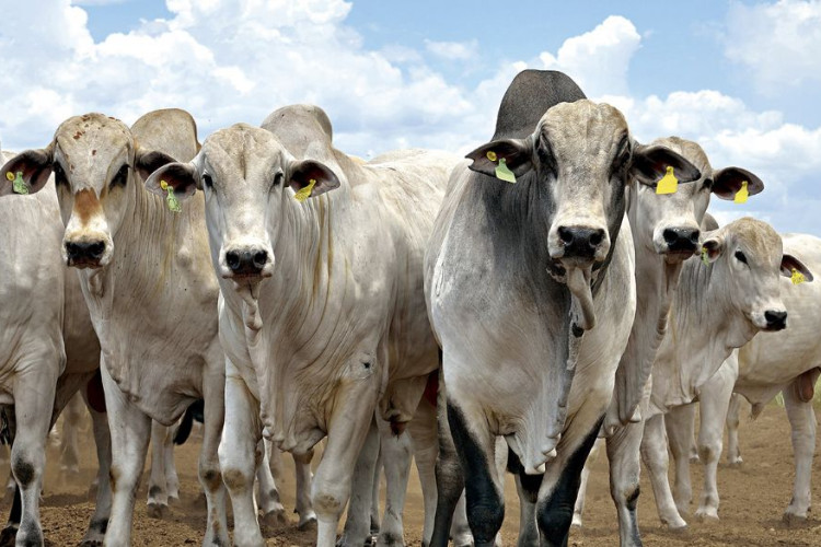 MT lidera exportações de carne bovina no país