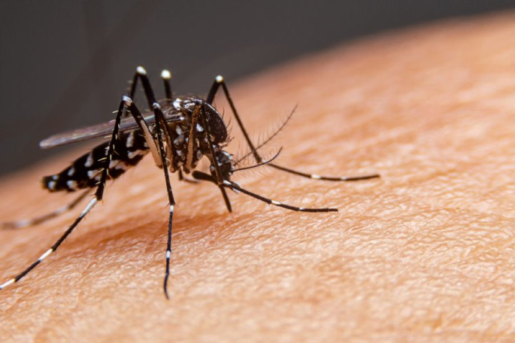 MT tem alta de mortes pela dengue; 96 cidades com risco alto