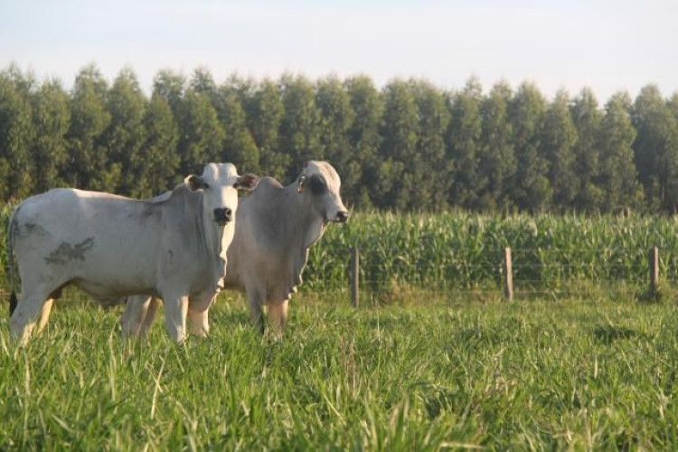 Oeste Rural Show vai expor novidades da integração Lavoura-Pecuária