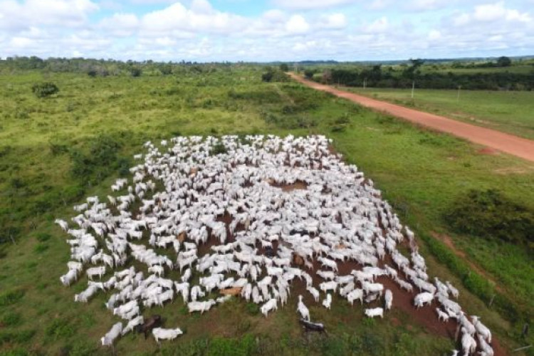 Operação investiga esquema de arrendamentos ilegais em terra indígena para criação de gado em MT