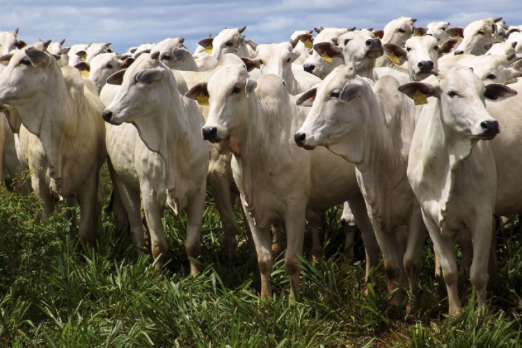 Pecuarista denuncia criminosos por estupro e furto de animais
