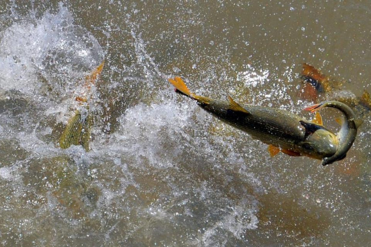 Pescador amador só pode atuar na modalidade 