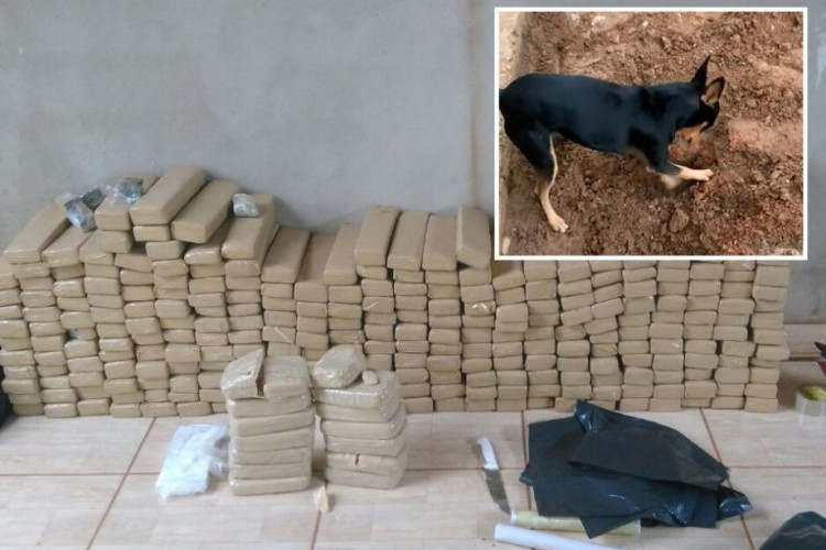 Pinscher que viralizou em operação mostrou a agentes da PF onde droga estava escondida; vídeo