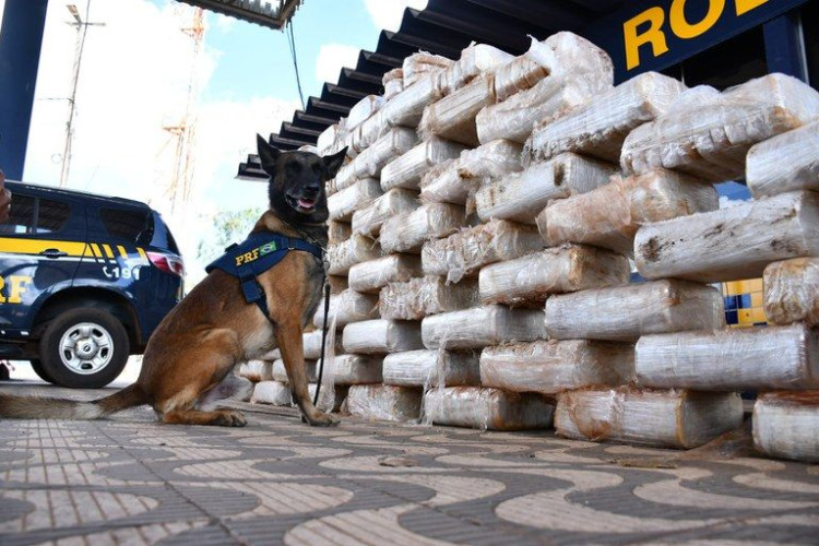 Polícia apreende 807 kg de pasta base de cocaína em fundo falso de duas carretas em MT